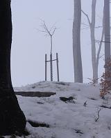  30. Dezember 2010 - der Nebel ist heute hartnäckig